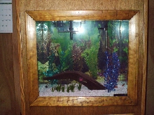Fish Tank