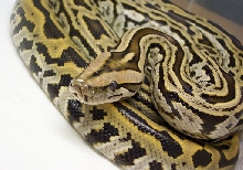 Ariadna, Labyrinth Burm