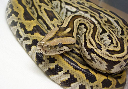 Ariadna, Labyrinth Burm