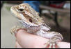 My beardie