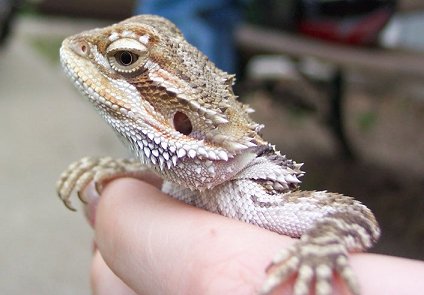 My beardie