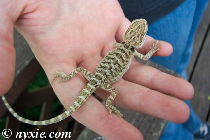 New Beardie