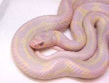 Albino Cal. King