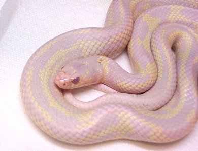 Albino Cal. King