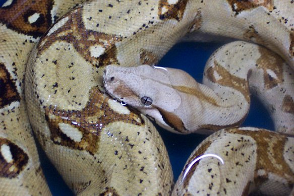Red Tail4