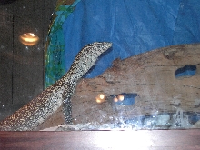 nile monitor