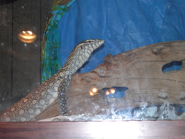 nile monitor
