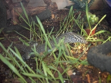 niles terrarium