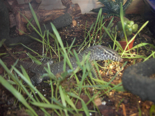 niles terrarium
