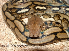 Tiger Retic