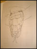 Scrub Drawing
