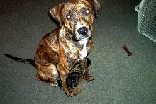Mean Pitt Bull? Guess someone didn't tell Ashley she was mean!
