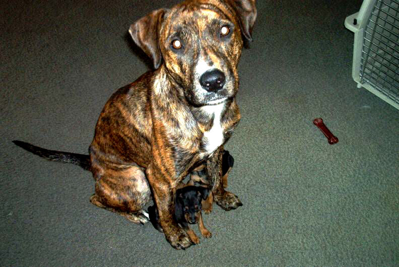 Mean Pitt Bull? Guess someone didn't tell Ashley she was mean!