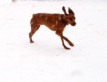 How come i can't catch the snowflakes?