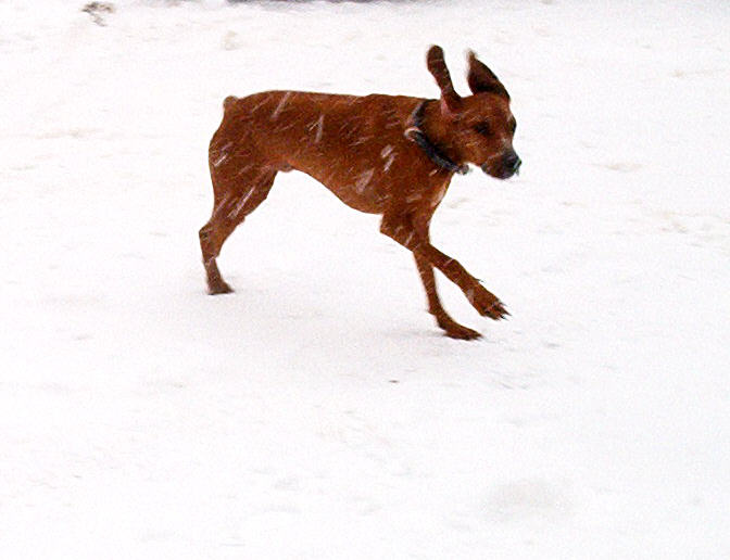 How come i can't catch the snowflakes?