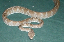 Female ATB