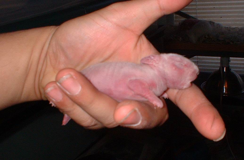 Rabbit pink