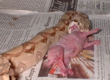 Redd eating rabbit pink