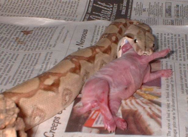 Redd eating rabbit pink