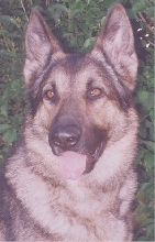 In Memory of Buddy