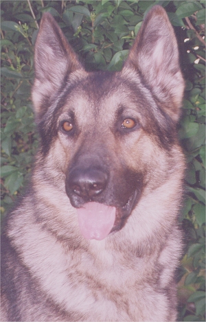In Memory of Buddy