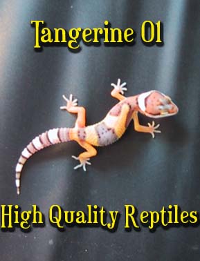 hypo tang baby 1