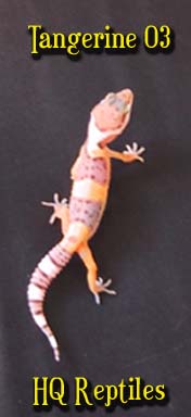 hypo tang baby 3