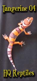 hypo tang baby #4