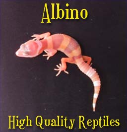 albino baby