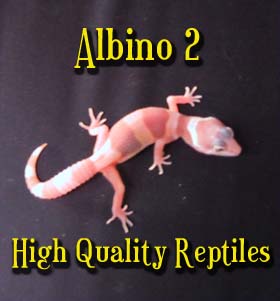 albino baby #2