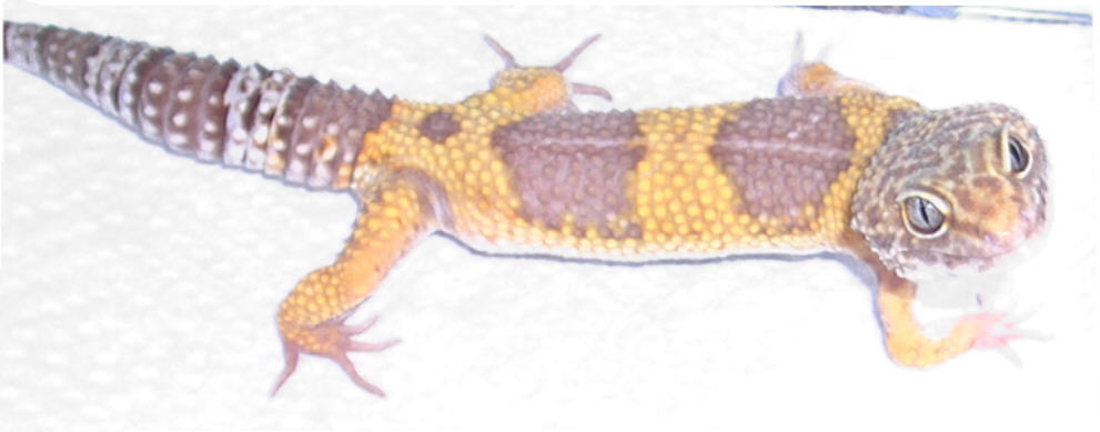 albino dad
