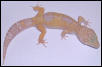 tang albino