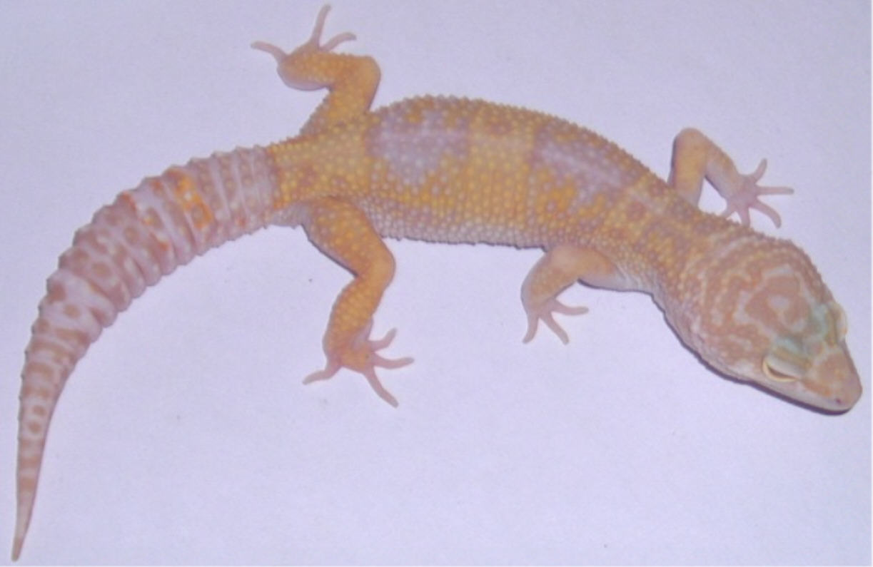 tang albino