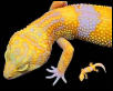 tangerine banded Tremper