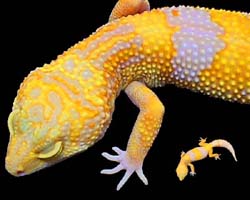 tangerine banded Tremper