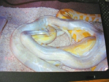 Blizzard burmese python breeding with albino.