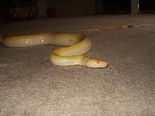 my albino and albino green