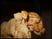 My baby albino