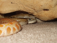baby green and albino