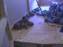 13 foot tiger retic