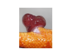 Corn snake prolapse