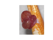 Corn snake prolapse
