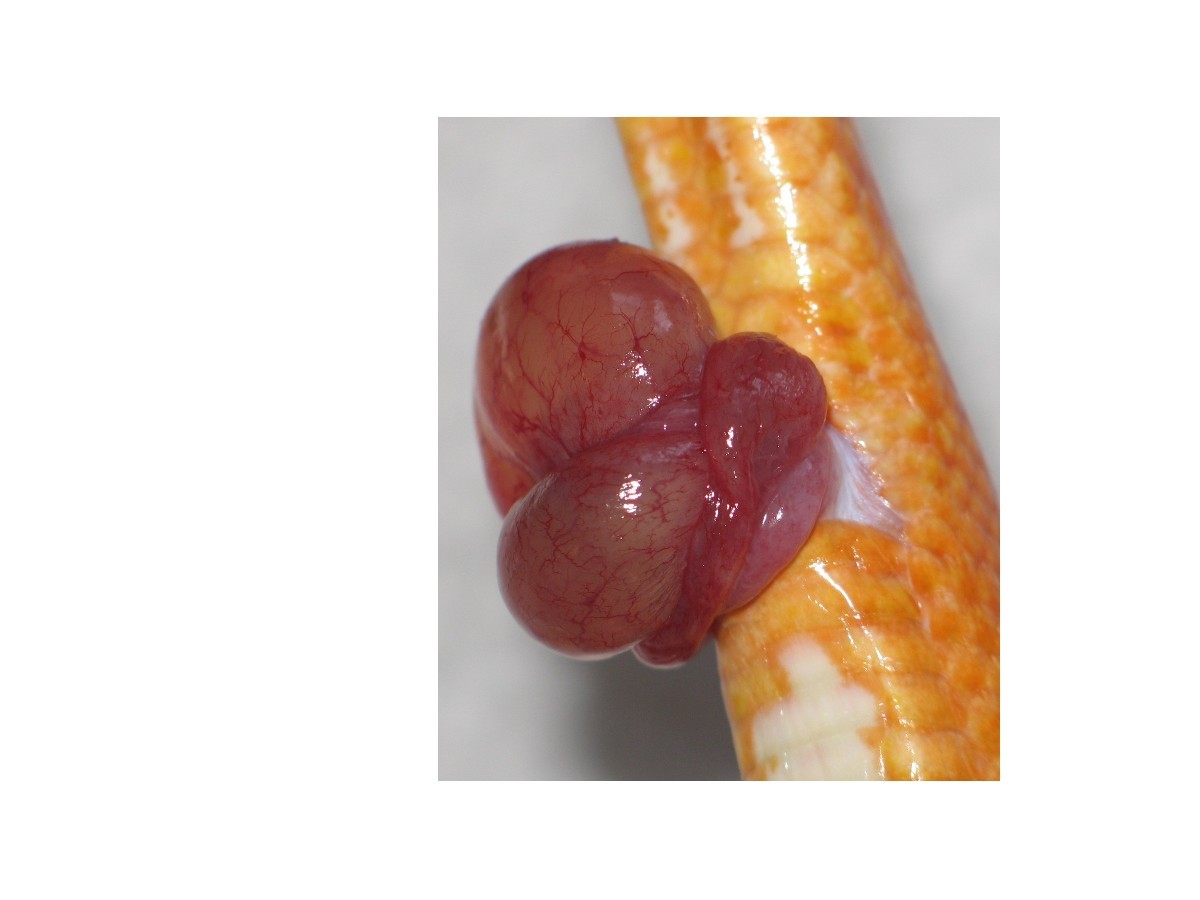 Corn snake prolapse