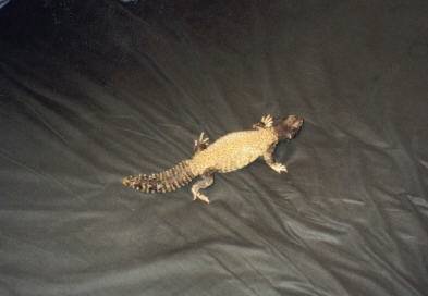 New Mali