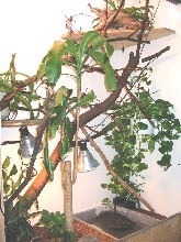 The viv