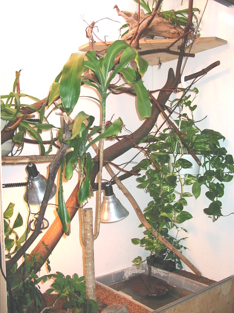 The viv