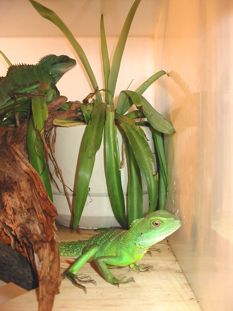 Sei and Spring