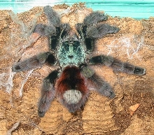 Antilles_PinkToe_post-molt