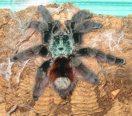 Antilles_PinkToe_post-molt