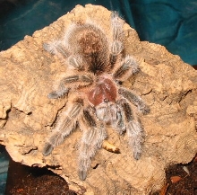 Bernard - Chilean Rose Hair